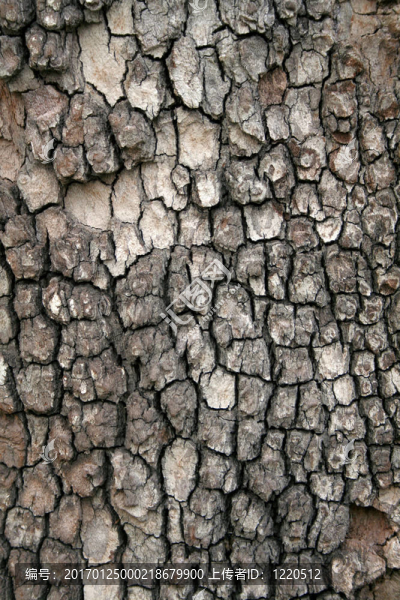 老松樹質(zhì)地