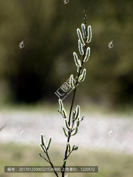 柔荑花序