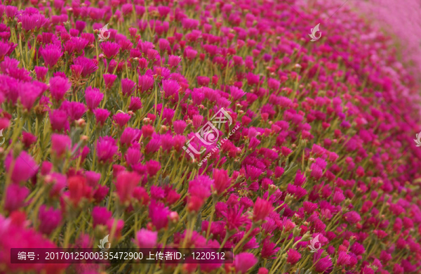 紅色和粉色的花朵永遠(yuǎn)的床