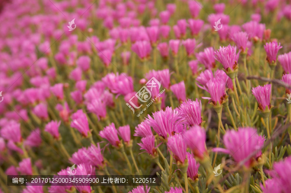 粉紅花床-匯圖網(wǎng) www.fosd68.com 粉紅花床