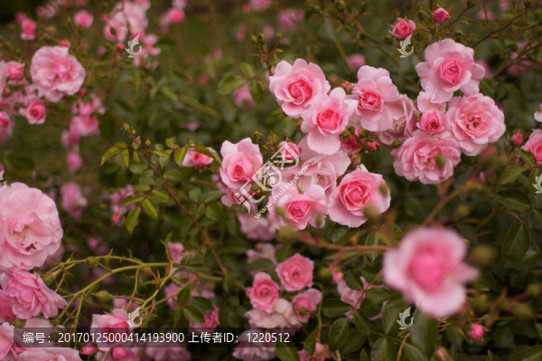 粉紅茶玫瑰