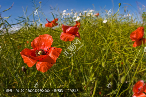 紅色的罌粟花