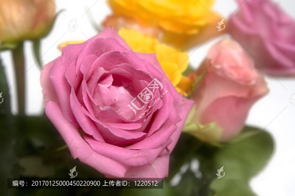 粉玫瑰