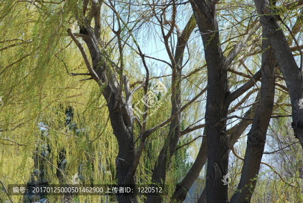 Willow,Branch特寫