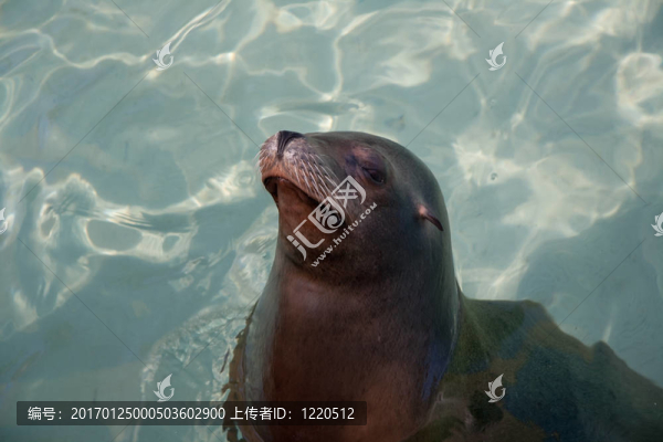 海獅
