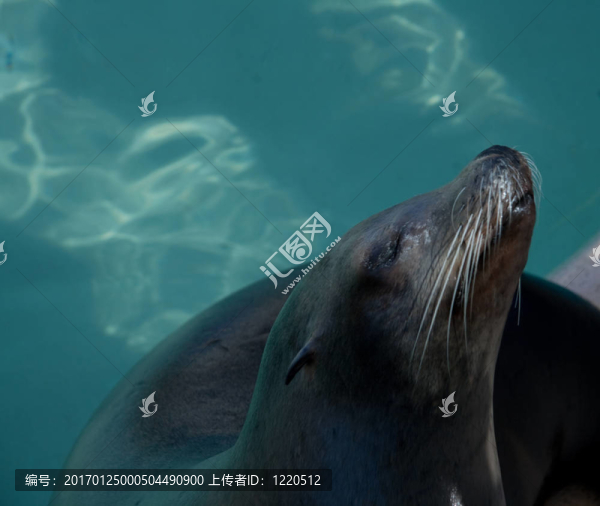 海獅