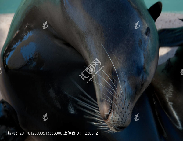 海獅的姿勢(shì)