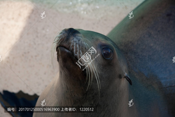 海獅