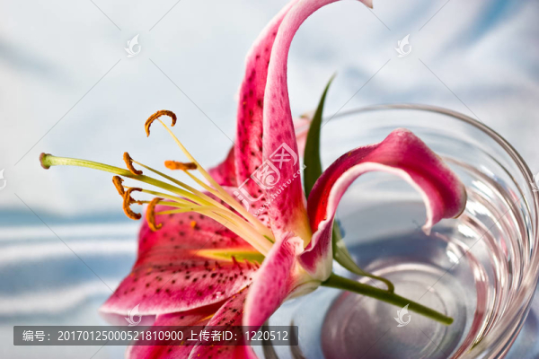 百合；浪漫情調(diào)