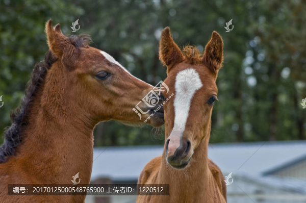 深情的小馬駒