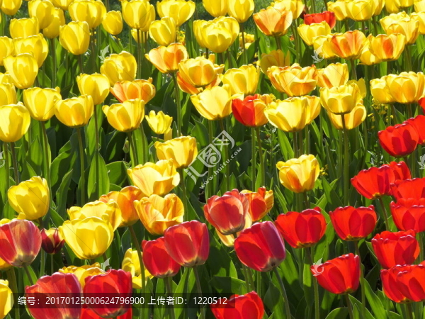 郁金香-匯圖網(wǎng) www.fosd68.com 郁金香