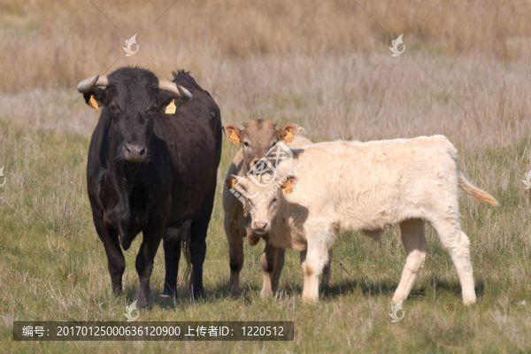 公牛犢