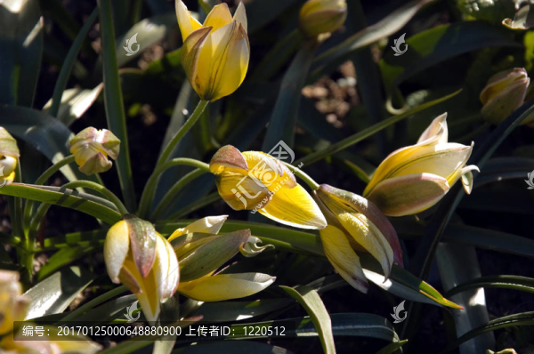 黃色條紋的番紅花球莖花