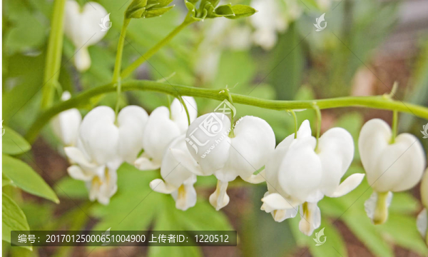 白心花