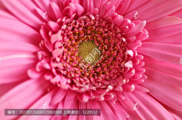 太陽花