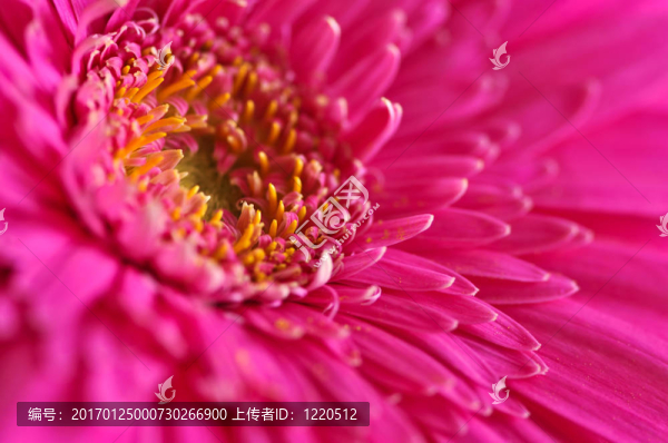 太陽花