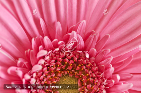 太陽花