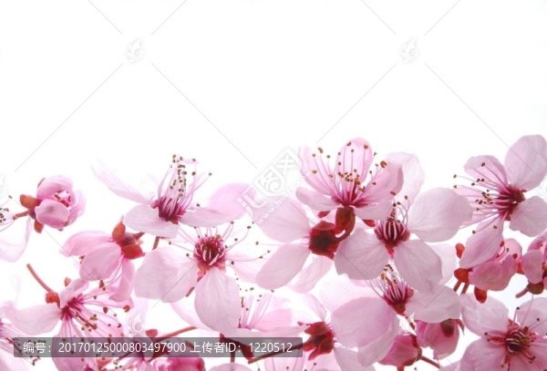 粉紅色的櫻花