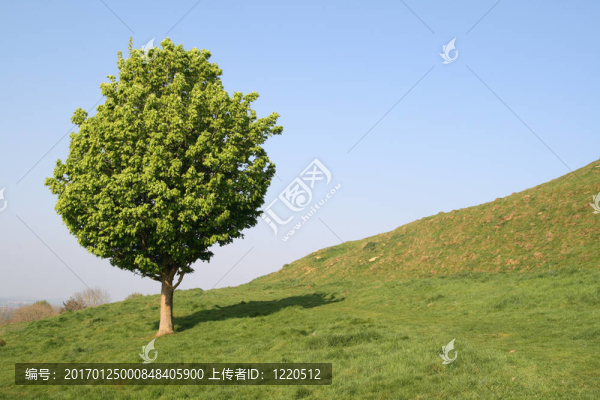 在英語領(lǐng)域里的一棵小樹。