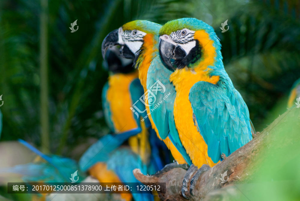Parrot的家人