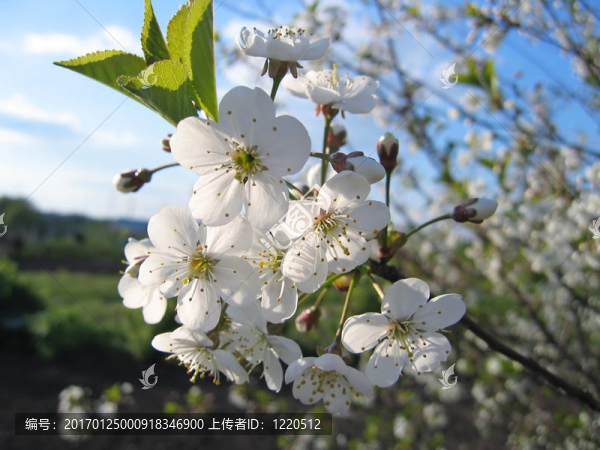 一棵開花的樹的樹枝