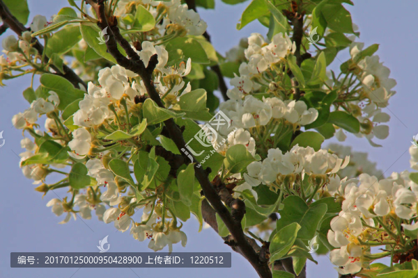 蘋(píng)果花