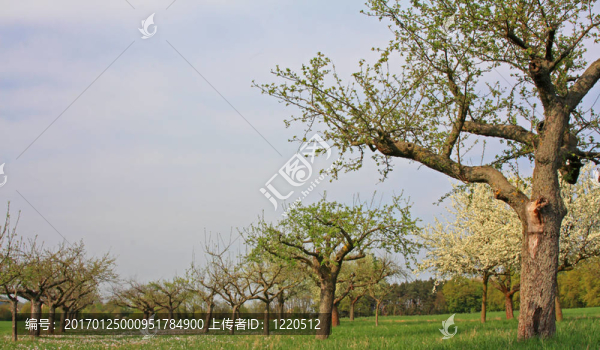 春蘋果樹