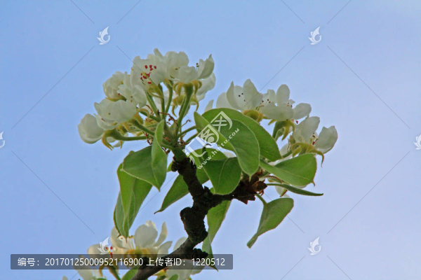 蘋果花