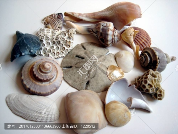 海灘上發(fā)現(xiàn)的