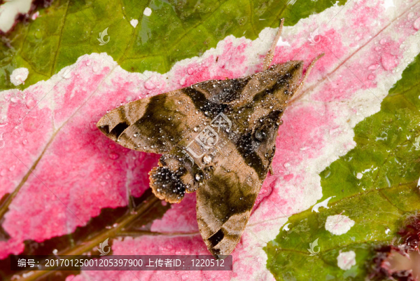 豐富多彩的蛾擬態(tài)-匯圖網(wǎng) www.fosd68.com 豐富多彩的蛾擬態(tài)