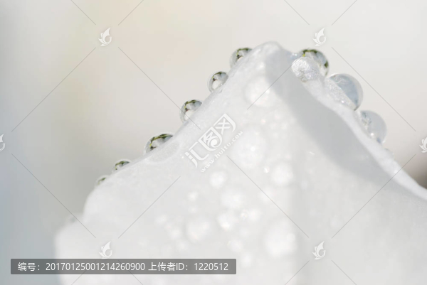 花瓣上的水滴