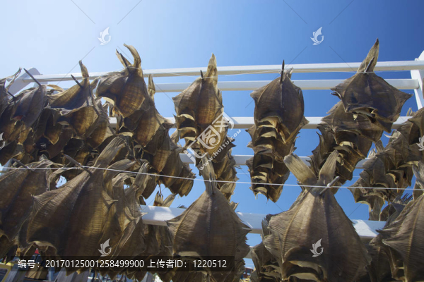 外懸掛的魚