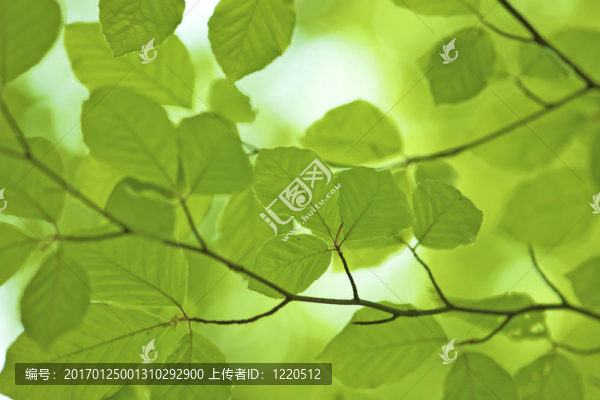 樹上的葉子；淺焦點(diǎn)