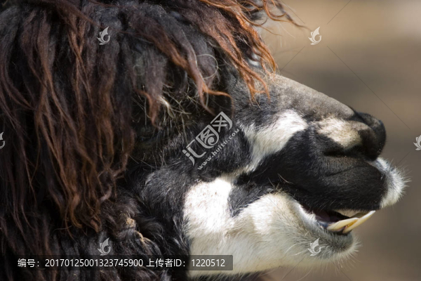 羊駝的臉