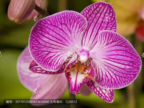 粉紅蘭花-匯圖網(wǎng) www.fosd68.com 粉紅蘭花