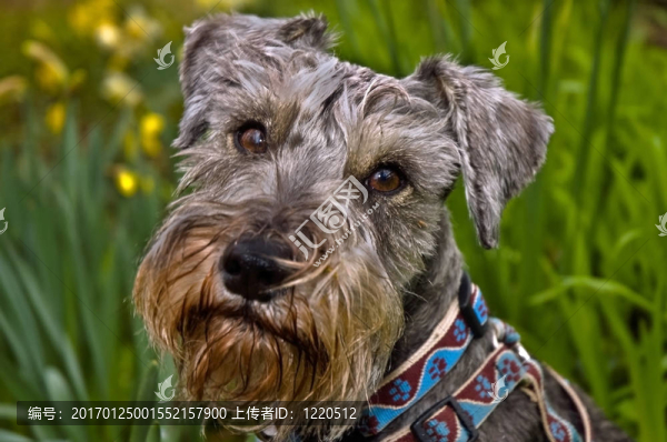 迷你雪納瑞犬在戶外的春天
