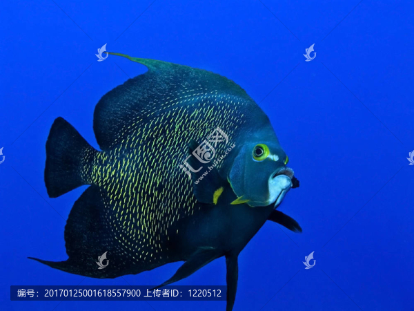 在開放的藍水一個皇后神仙魚游泳