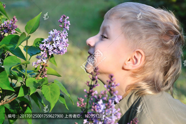 男孩正在聞一枝淡紫色的丁香花