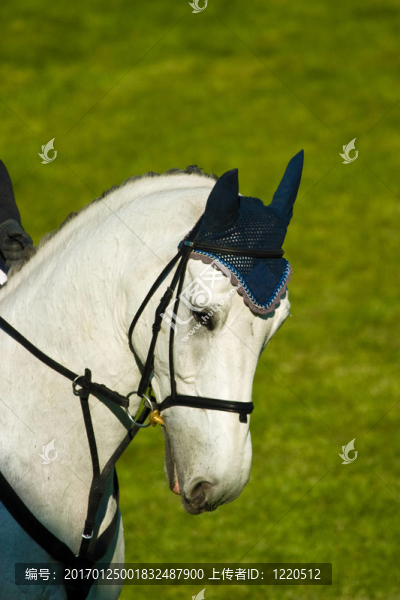 馬-匯圖網(wǎng) www.fosd68.com 馬