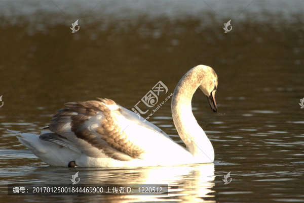 小天鵝