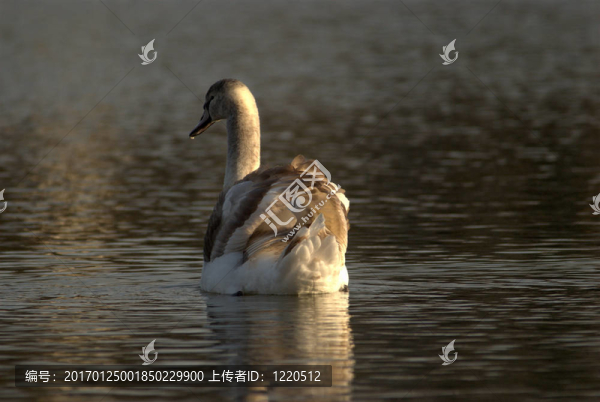 小天鵝