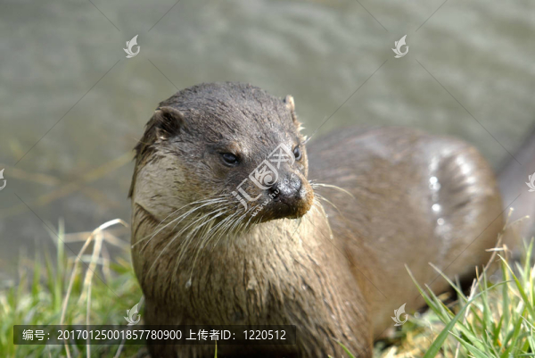 水獺