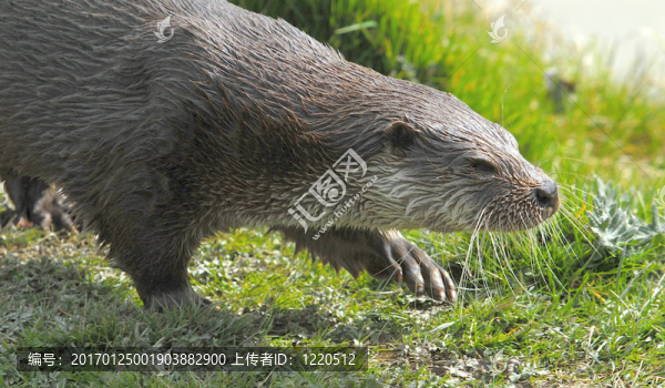 水獺