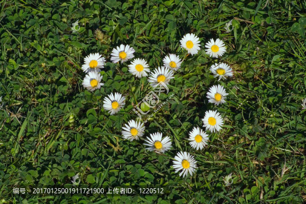 菊花心的形狀