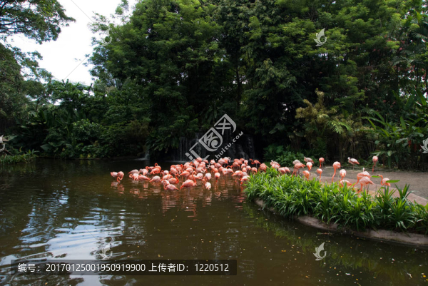 池弗拉明戈
