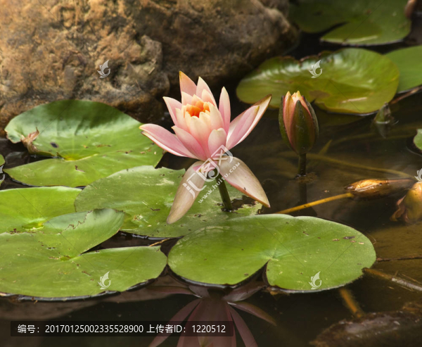 粉紅水百合花