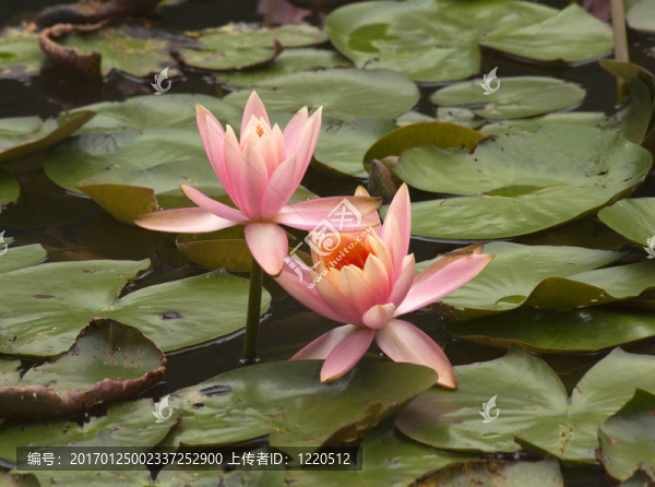 粉紅水百合花