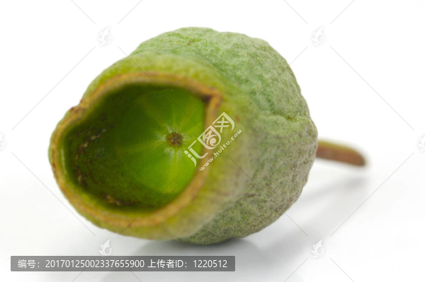 口香糖堅(jiān)果
