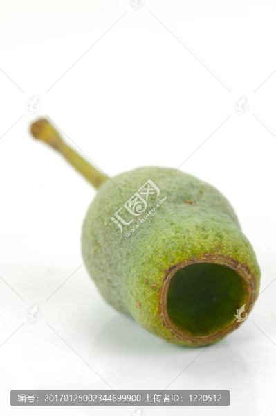 口香糖堅(jiān)果