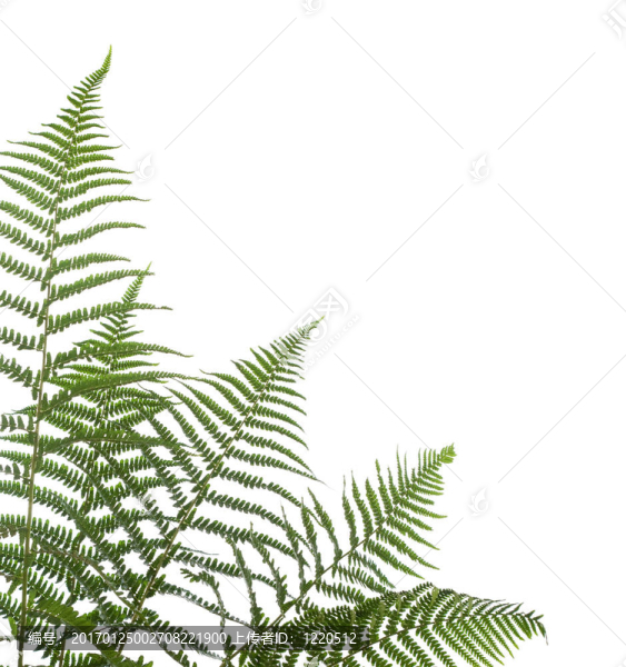邊境的蕨類植物